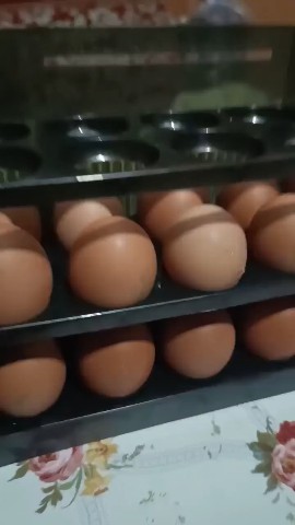 Откуда яйца?