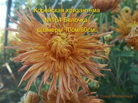 svetlanaklimenko603te9ps1k в LOOKY. . Принимаю заказы на в...