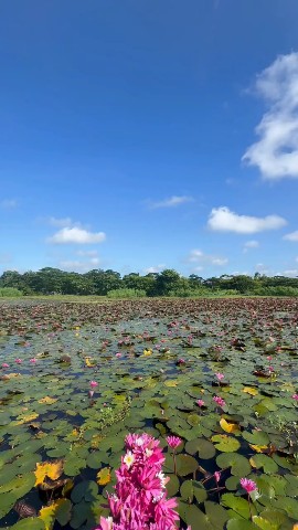 Masum_Parbez в LOOKY. . Water Lily in Bangla...