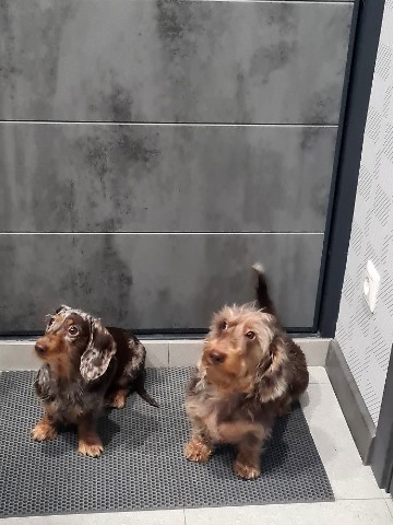 M A-a1909 в LOOKY. #мраморнаятакса,#dach,#dachshund,#dachshunds,#doxielove,#doxieworld,#dog,#миниатюрнаятакса,#минитакса,#таксажесткошерстная,#таксы,#минитакса,#миниатюрнаятакса,#жесткошерстнаятакса,#миниатюрнаятакса,#мраморнаятакса. Пришли с прогулки.
#...