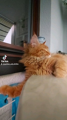Simba в LOOKY. #симба. Не трогайте меня , я...
