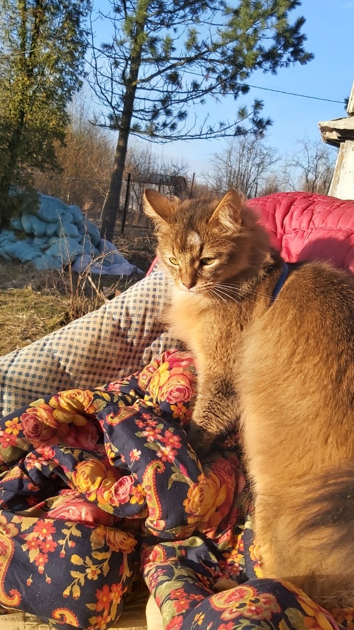 ХАнна в LOOKY — Первый дачный день
[#питерскиекоты](питерскиекоты) [#котнада