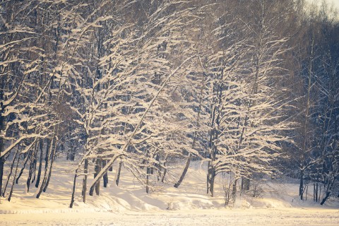 poboruev_landscape в LOOKY. #природа,#лес,#зима,#снег,#закат,#рассвет,#утро,#вечер,#деревья,#ветви,#иней,#мороз,#холодно,#фотоприроды,#природноефото. Золото зимнего вечер...