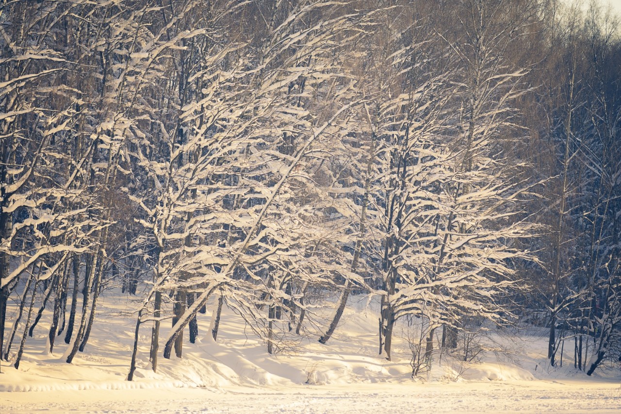 poboruev_landscape в LOOKY. #природа,#лес,#зима,#снег,#закат,#рассвет,#утро,#вечер,#деревья,#ветви,#иней,#мороз,#холодно,#фотоприроды,#природноефото. Золото зимнего вечер...