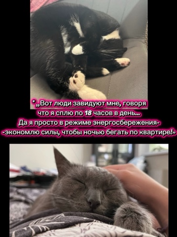 Looky_178474483791867 в LOOKY. #Стендап. #Стендап от моих кот...