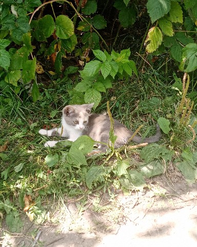 Looky_1691592029735 в LOOKY. . [#котёнок](котёнок) ...