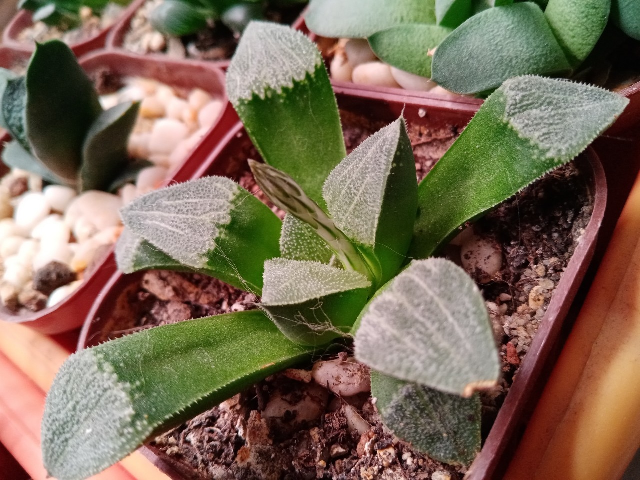 _juliasplants_ в LOOKY — 🌵Хавортия пигмея сильно вытянулась и пытается цвести

#хаво
