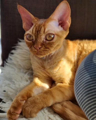Fluffy_347 в LOOKY. #котАкира,#котикиправятмиром,#любимыйпитомец,#рыжийкот,#рыжик. Наш кот Акира ☀️ имя...