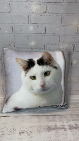 Пушистый сон в LOOKY. #фотопечать_на_подушке,#подушка_с_фото,#котики,#котейки,#кошки,#котенок,#питомцы,#любимые_питомцы. Продолжаем любоватьс...