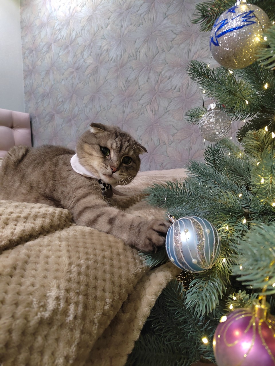 Приветик друзья мои 🤗🐾✨
Вы наверное меня уже потеряли, но я вот так как зайчик из шляпы появился тута 💫 у меня все нормалек, балдею дома на диванчике, пристаю к елочке, за что меня правда ругают((( но я не сдаюсь, хочу к нашей елочке приложить и свою лапку 🐾