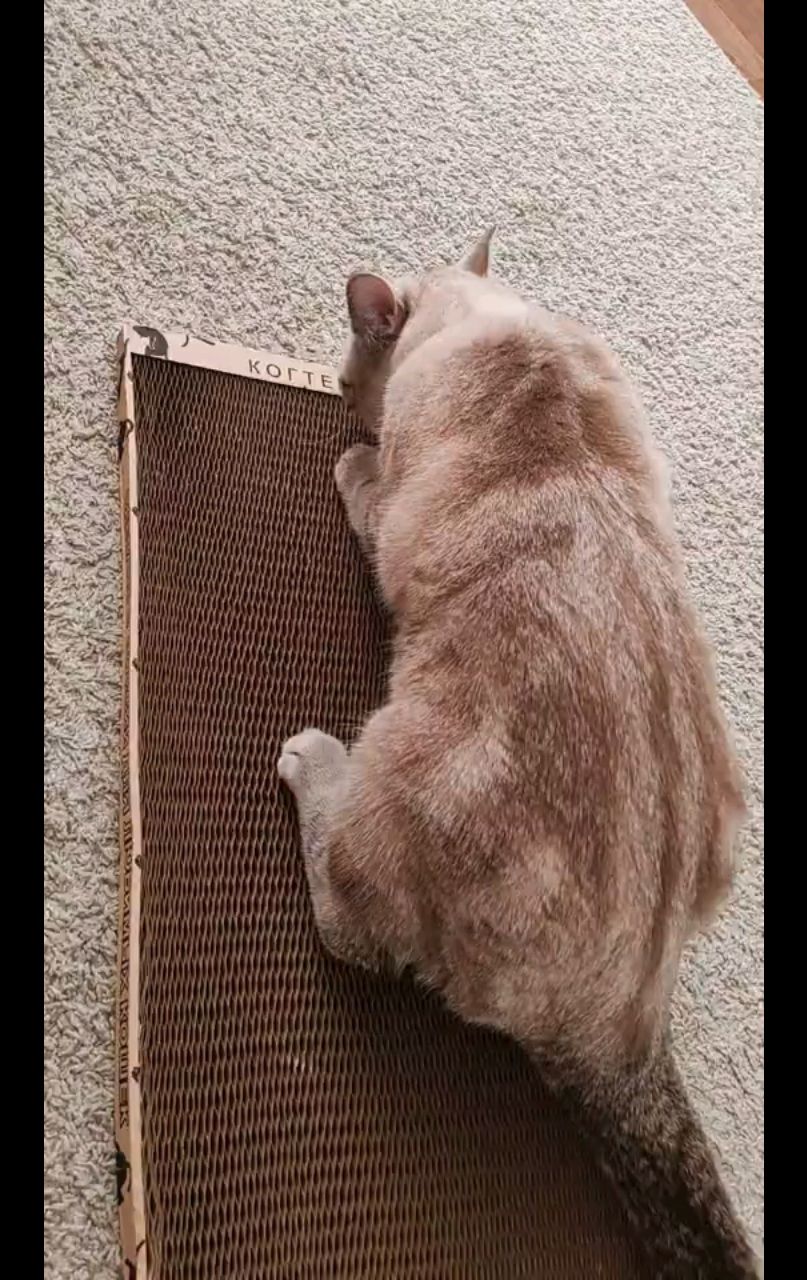 kogtedralka в LOOKY — ✅️"Кот сразу приступил к делу"✅️
-отзыв Мадины Г.
www.kogtem