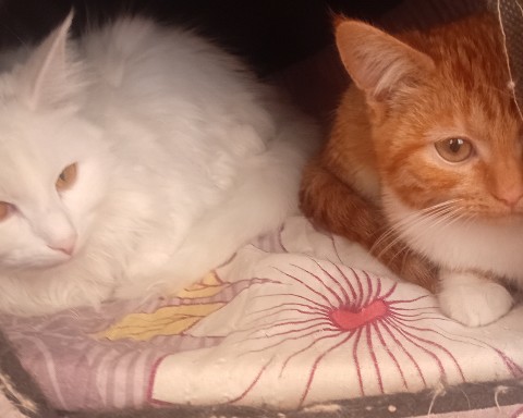 semenovaokoksana в LOOKY. #котики,#кот,#милота. #котики #кот [#живот...