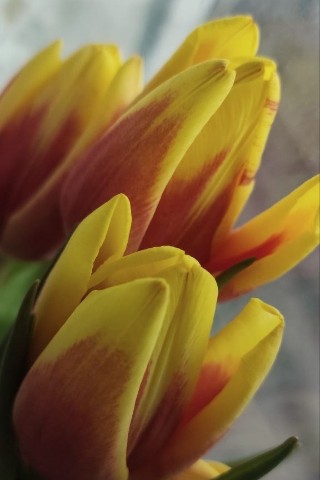 Алёнка в LOOKY. . С 8 марта 💐 
Любви�...