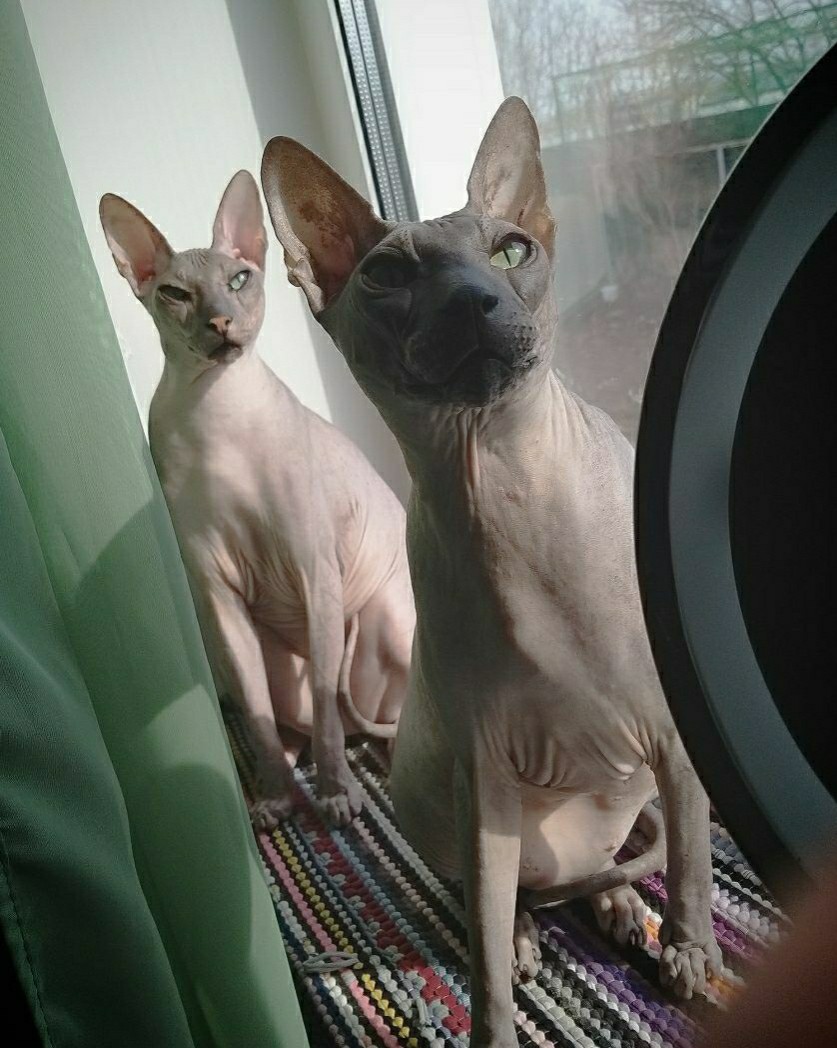 Looky_1695576157201 в LOOKY — А мы уже ждем весну, а вы?

[#ждемвесну](ждемвесну) [#двоеиз