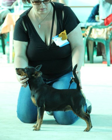 kennel.bss в LOOKY. #цвергпинчер,#питомник_бсс,#минпин,#цверги,#собакиевпатория,#собакибсс,#zwergpincher,#kennel_bss,#minpin. Шаня, мать нашей уже...