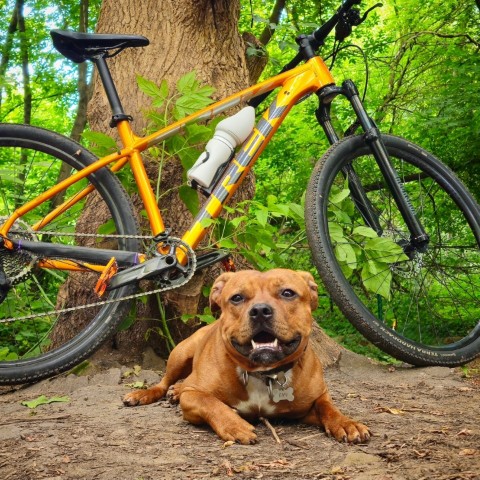 BuchTheStaffy в LOOKY. #стаффорд,#стаффбуль,#буч,#staffy,#staffordshirebullterrier,#собака,#питомец,#милота,#жиза,#смешныесобаки,#reelsdog,#dogsoftiktok,#dogtrends,#funnydogs,#собакавдоме. #стаффорд #стаффбуль...