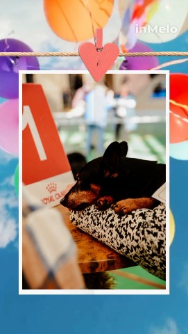 kennel.bss в LOOKY. #цвергпинчер,#питомник_бсс,#минпин,#цверги,#собакиевпатория,#собакибсс,#zwergpincher,#kennel_bss,#minpin. #цвергпинчер #питомн...