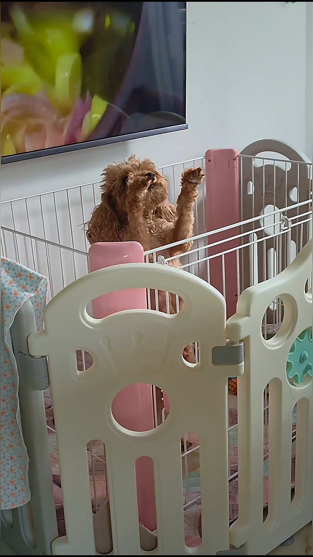 pitomnikmoscow in LOOKY. . «Самое страшное — эт...