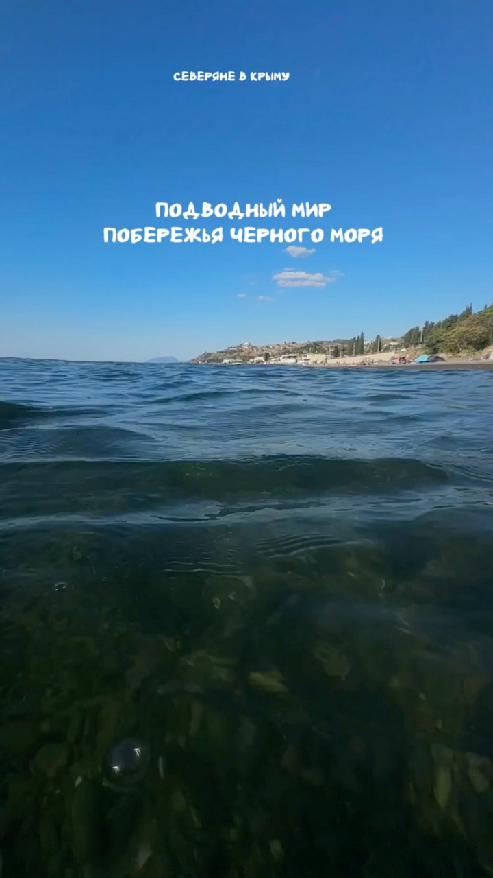 Северяне в Крыму в LOOKY. #крым,#черноеморе,#отдыхвкрыму,#отдыхнаморе,#путешествиепокрыму. Подводный мир черног...