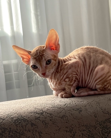 schegolev_gk в LOOKY. #сфинксы,#сфинксы,#cat,#сфинкс,#sphynxcat,#cats,#catsofinstagram,#канадскийсфинкс,#sphynxlove,#catstagram,#кошка,#catsagram,#sphynxkitten,#котейка,#catlovers,#кошки,#love,#котофей,#repost,#sphinxcat,#моякиска,#catselfie,#лайк,#catlover,#юлиныкоты,#зоясфинкс,#лысаякошка,#сфинксомания,#sphynxlife,#ufo. #сфинксы #сфинксы #c...