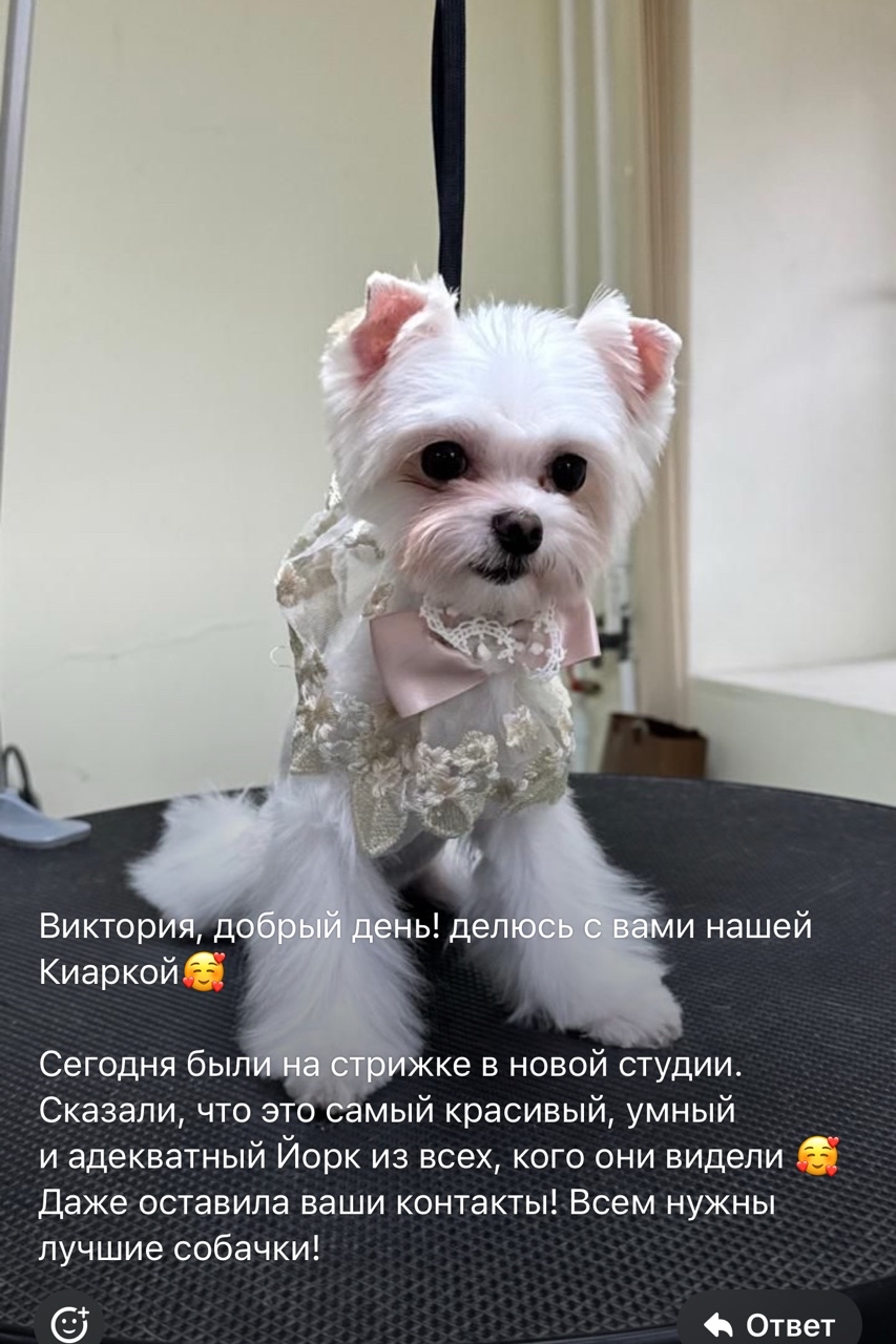 Цветные йорки Мальтипу в LOOKY — Самое приятное это получать  восхищения и слава благодарност