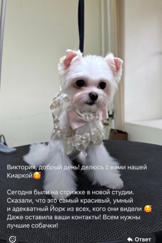 Цветные йорки Мальтипу в LOOKY. . Самое приятное это п...