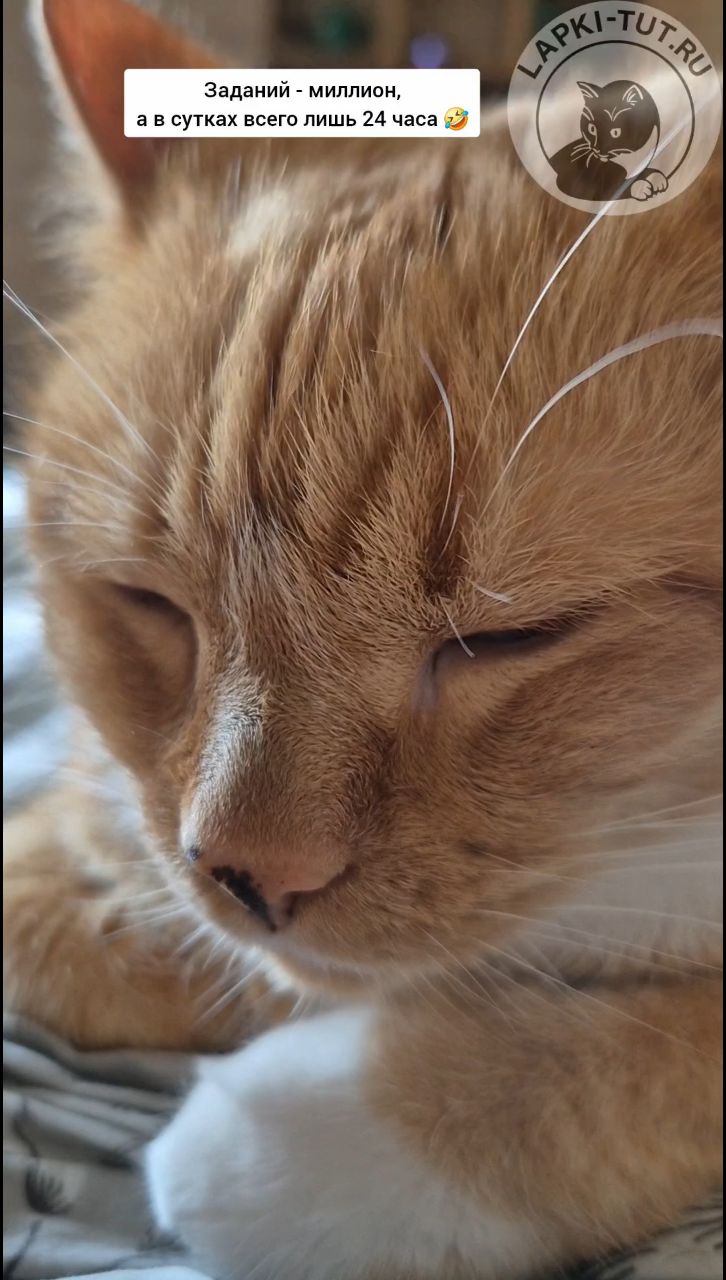 lapkitutru в LOOKY. #лапкитут,#кошкавдоме,#тяжелаянеделя,#котики. Кошка Бася мурчит о ...