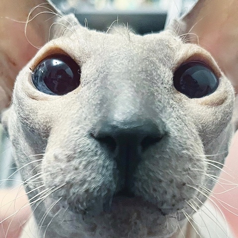 Looky_1693811126390 в LOOKY. #cat. Тыкни два раза по но...