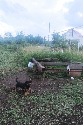 Aidar_Abdullin в LOOKY. . МУСТАФА И КРЕПЫШ.