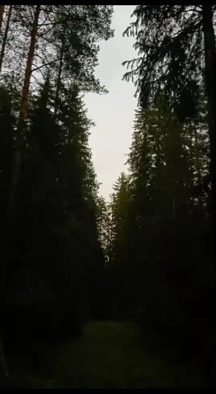 ЛисЪ в LOOKY. #foresttime. Задождило, захмурило...