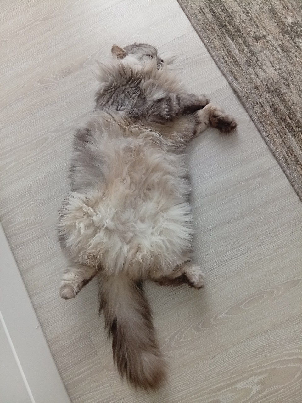 darenka_little в LOOKY. #питомцы,#кот. #питомцы #кот [#cat ...