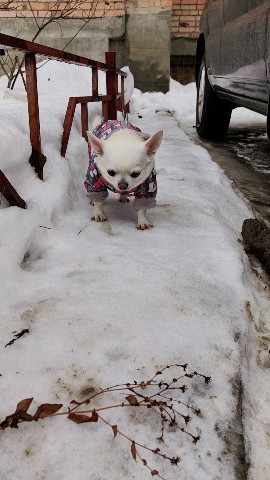 Looky_1676988166633 в LOOKY. #белкачишка,#снег,#погода,#зима. Скользко и холодно.
...