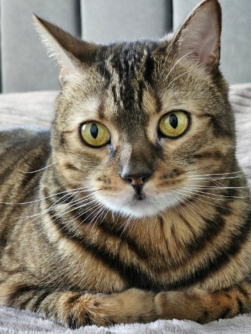 bengal_leonard19 в LOOKY. #кот,#бенгал,#бенгальскийкот. Друзья, я вам не рас...