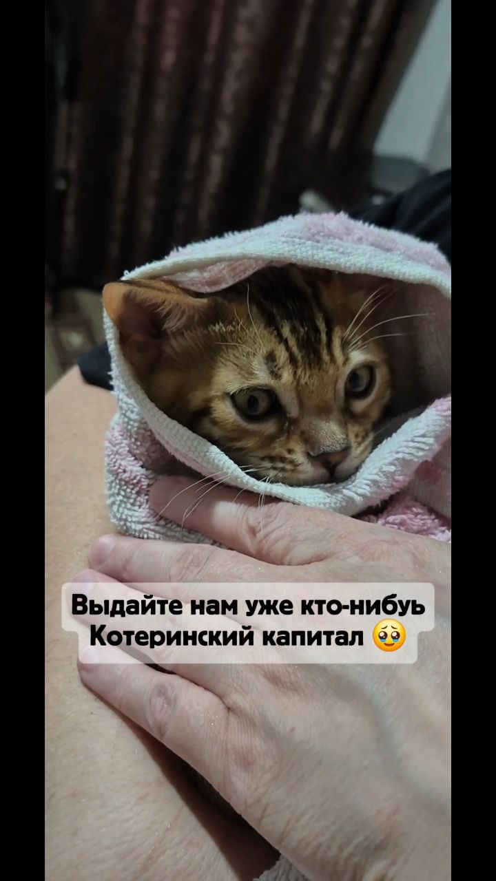 Мышка Муся и Маруся в LOOKY. #кошки,#котики,#бенгальская,#котята,#рекомендации. #кошки #котики #бенг...