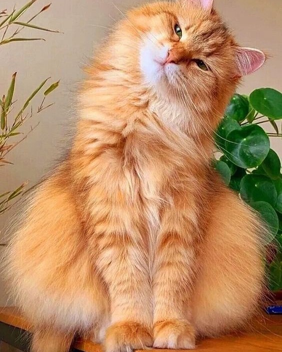 Лёля в LOOKY. . 
