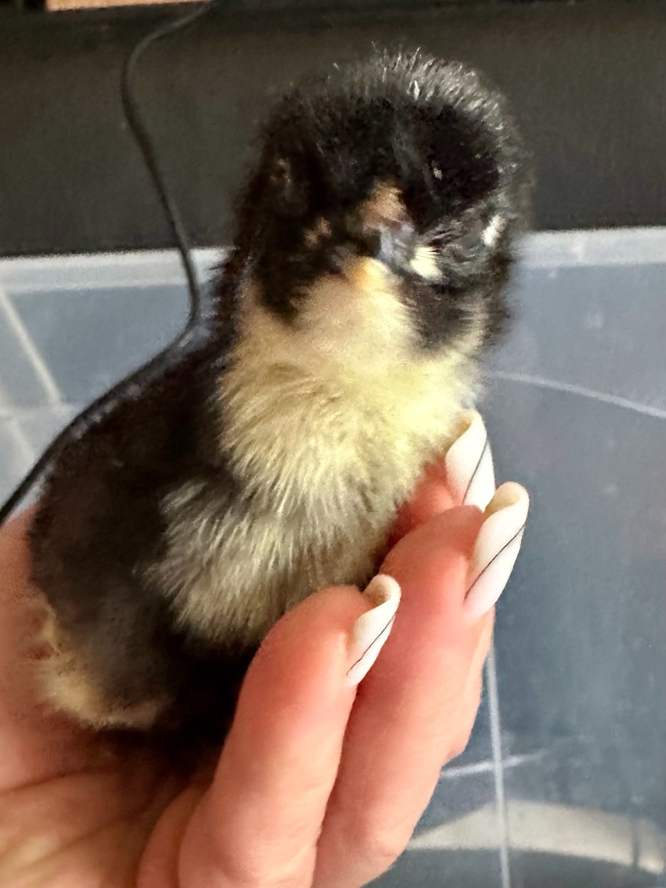 Малышок маранчик🐥