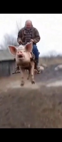 Иван в LOOKY. . Плывущий свин