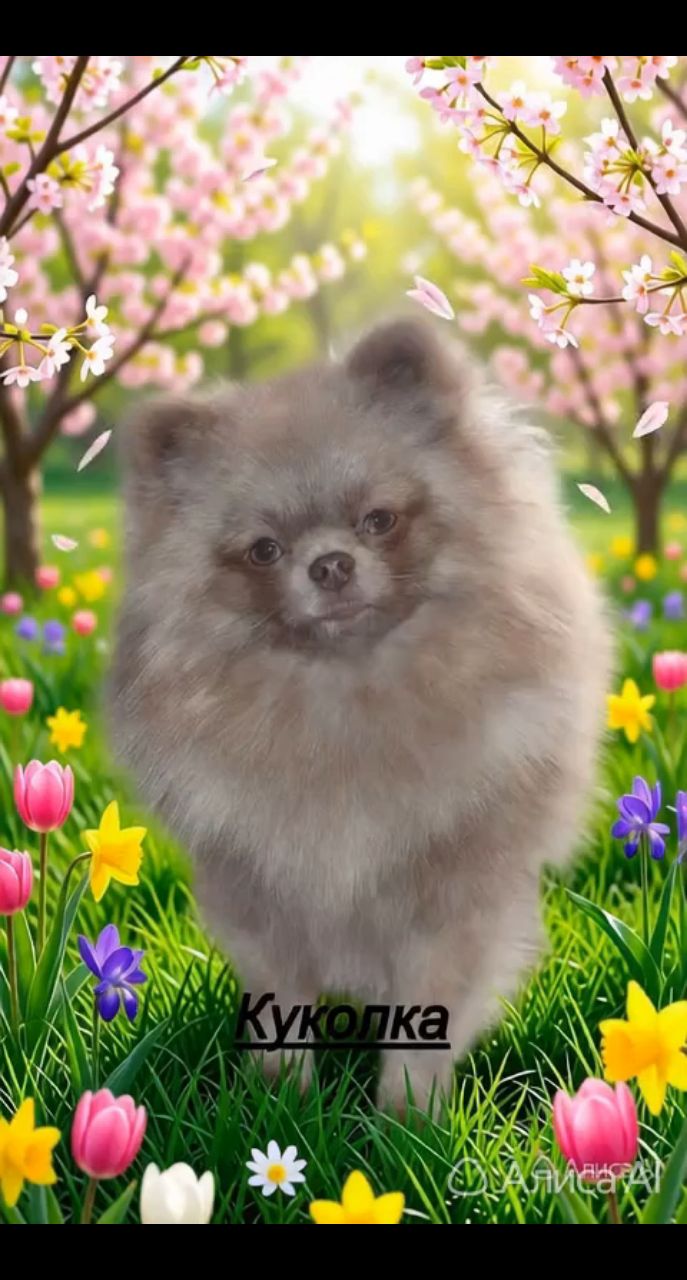 Питомник Тульский Сапфир Татьяны в LOOKY. . Наша девочка Куколка