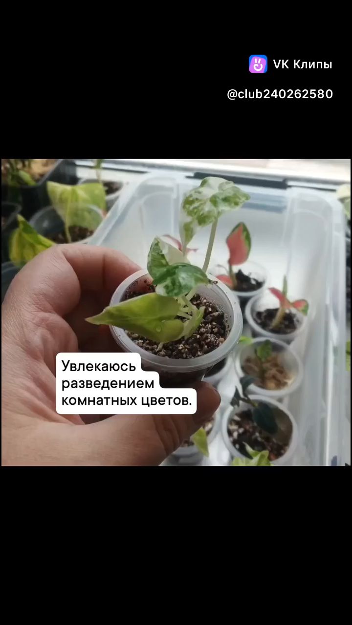 Looky_178405657142655 в LOOKY. #юмор. #юмор [#комнатныецве...