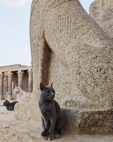 LuxorSaint в LOOKY. . The captivating feli...