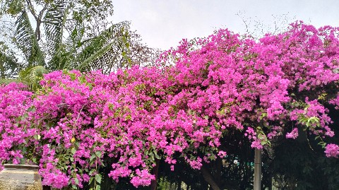 AmeSan в LOOKY. . Beautiful flowers