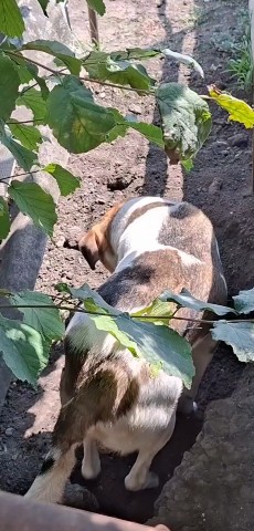 Аида в LOOKY. . 😁😁😁 копаем