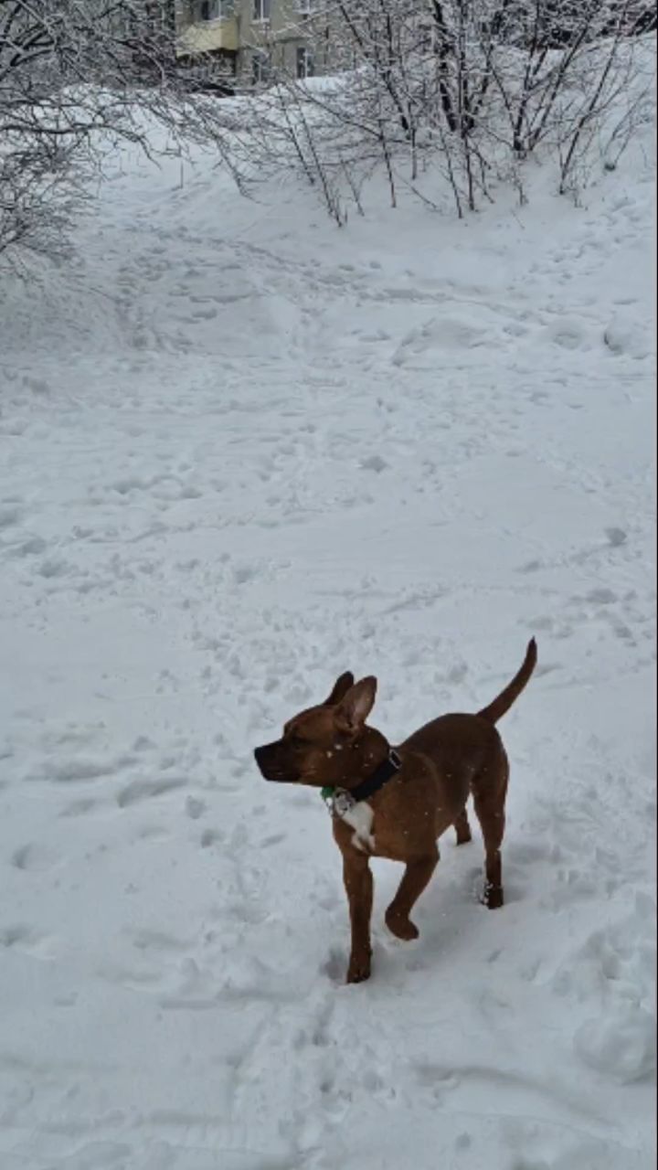 BuchTheStaffy in LOOKY