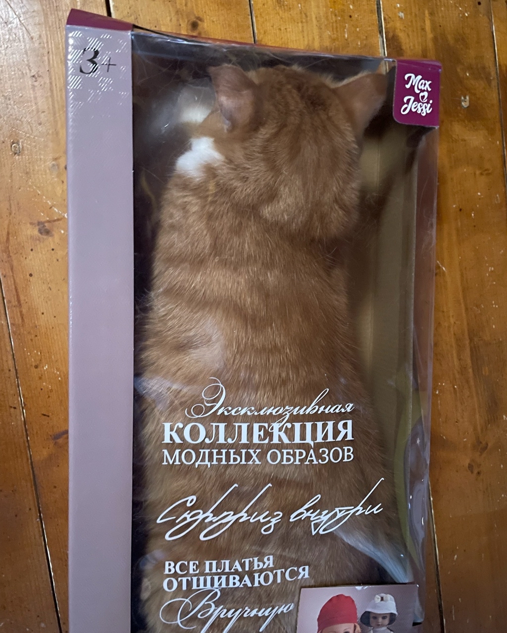Когда котик модная подружка 😁#котик [#лучшаяподружка](лучшаяподружка) 