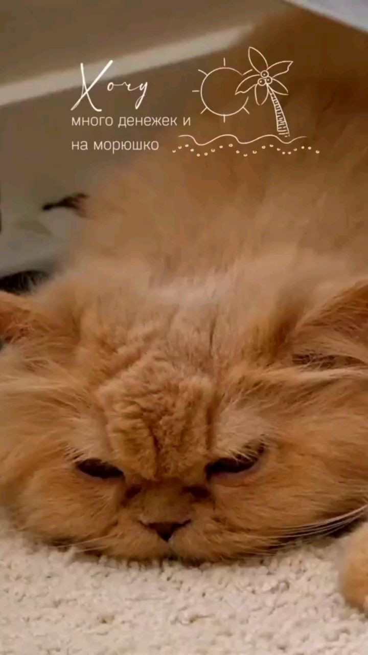Svet_ya_ в LOOKY — 😇 Послание дня:

Настройтесь на то, что делает вашу душу сч