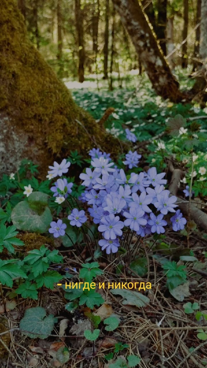 Borisovna ИЗ НИТИ В ЖИЗНЬ в LOOKY. . 