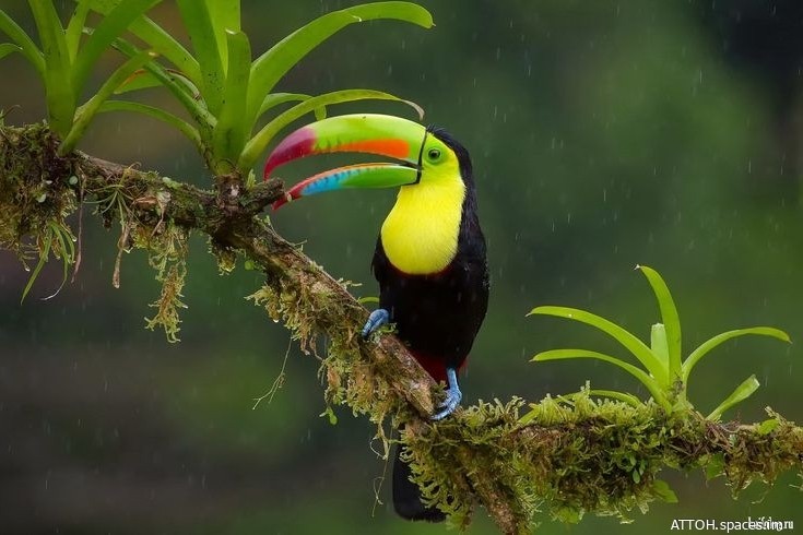 #тукан #животные [#animals ](animals)