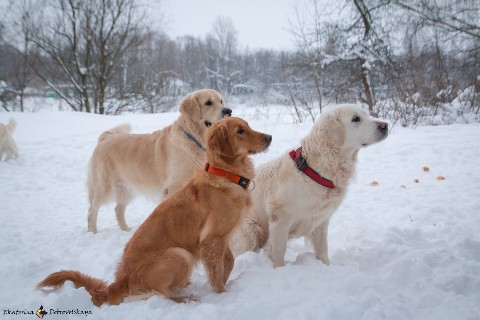 Katherine в LOOKY. #ЯрДогТВ,#голденвстреча,#собаки,#ретривер,#зима,#январь,#dogs. Голденвстреча 10.01....