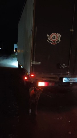 пятерка с хвостиком в LOOKY. . [#газель ](газель)[#...