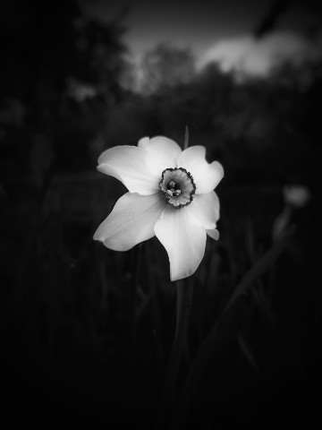nata_sha 1909 в LOOKY. . Май в саду🤍🌿#нарци...